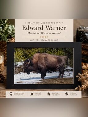 American Bison in Winter” – Edward Warner Fine Art Wildlife Photography